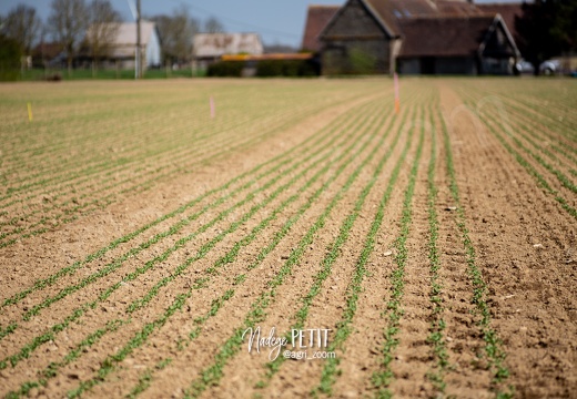 #1904118800 - crédit Nadège PETIT @agri zoom