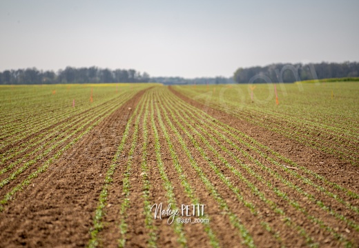 #1904118801 - crédit Nadège PETIT @agri zoom