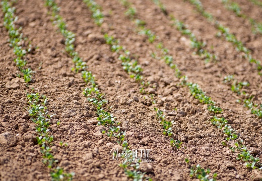 #1904118802 - crédit Nadège PETIT @agri zoom