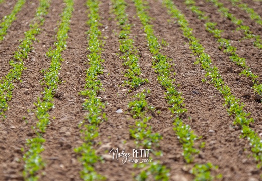 #1904138873 - crédit Nadège PETIT @agri zoom