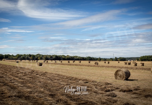 #1909119706 - crédit Nadège PETIT @agri zoom