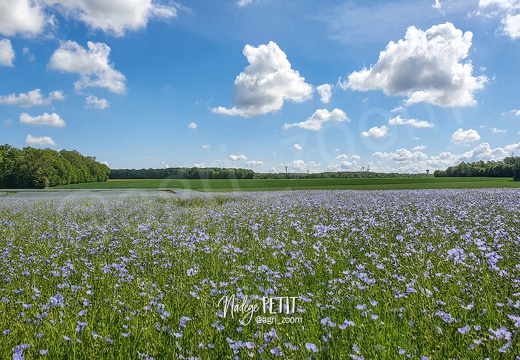 #210527105642 - crédit Nadège PETIT @agri zoom