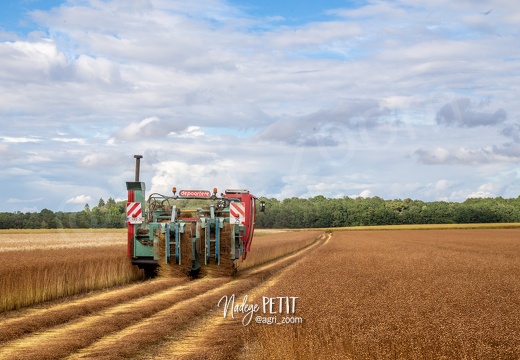 #2107030982 - crédit Nadège PETIT @agri zoom