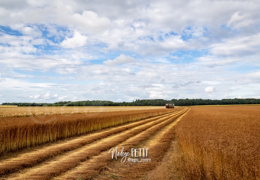 #2107031004 - crédit Nadège PETIT @agri zoom