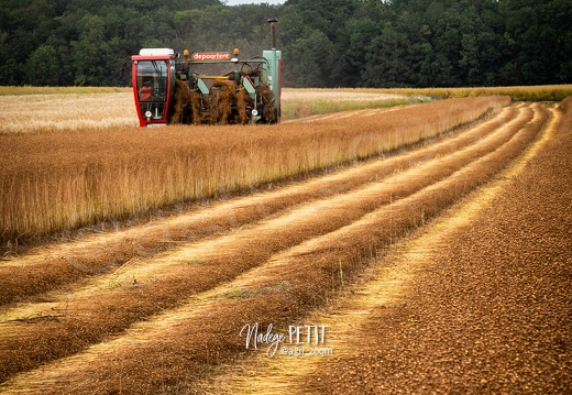 #2107031005 - crédit Nadège PETIT @agri zoom