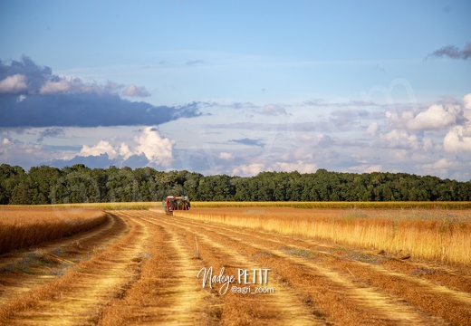 #2107031110 - crédit Nadège PETIT @agri zoom