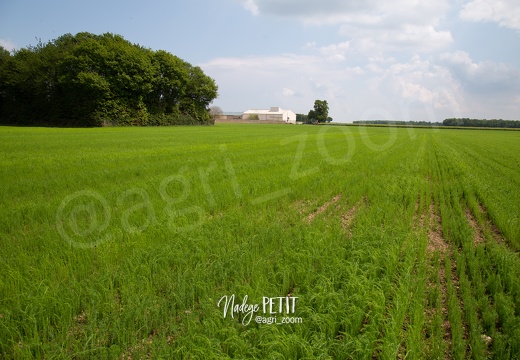 #1905210009 - crédit Nadège PETIT @agri zoom