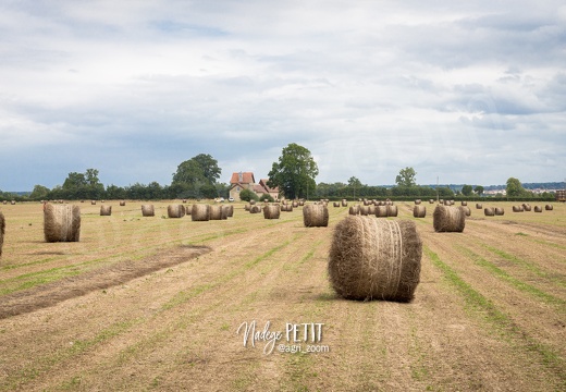 #1707281549 - crédit Nadège PETIT @agri zoom