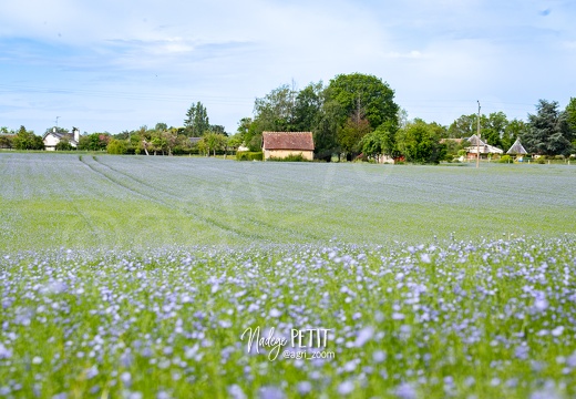 #2105290027 - crédit Nadège PETIT @agri zoom