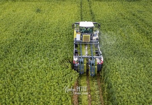 #2308110123 - crédit Nadège PETIT @agri zoom