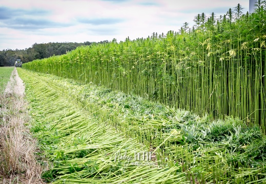 #2308111784 - crédit Nadège PETIT @agri zoom