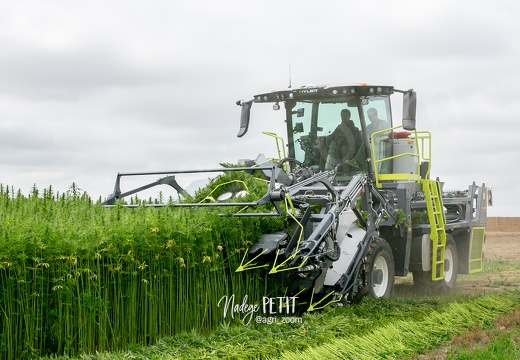 #2308111786 - crédit Nadège PETIT @agri zoom