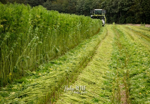 #2308113310 - crédit Nadège PETIT @agri zoom