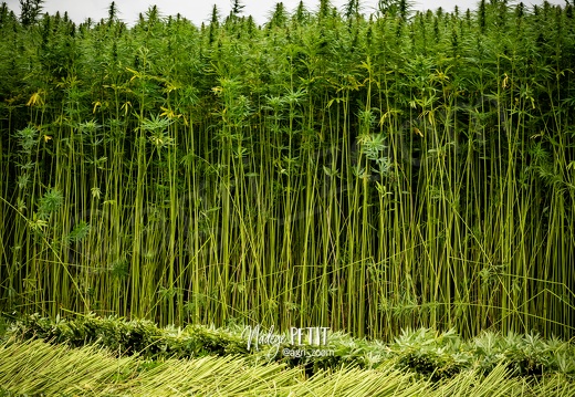 #2308113312 - crédit Nadège PETIT @agri zoom