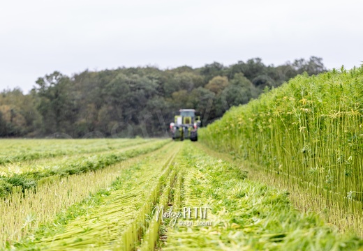 #2308113329 - crédit Nadège PETIT @agri zoom