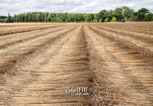 #2307112306 - crédit Nadège PETIT @agri zoom