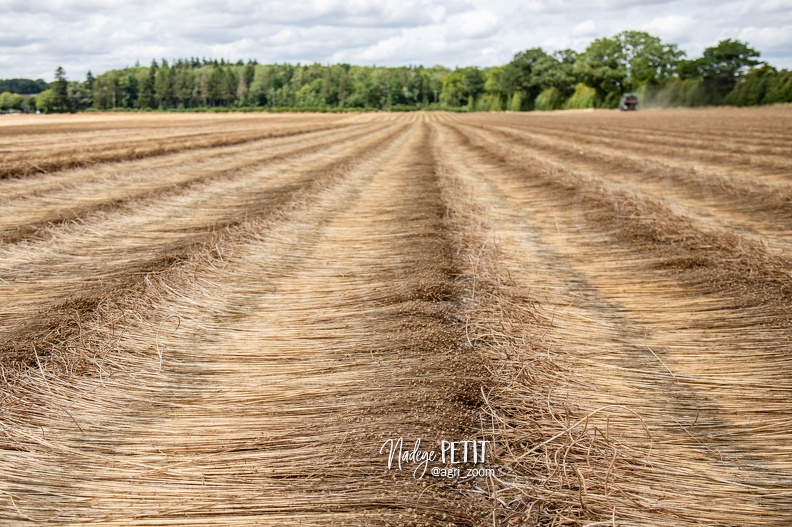 #2307112306 - crédit Nadège PETIT @agri_zoom.jpg