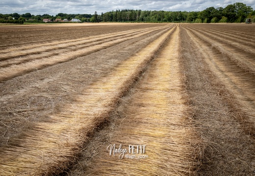 #2307112315 - crédit Nadège PETIT @agri zoom