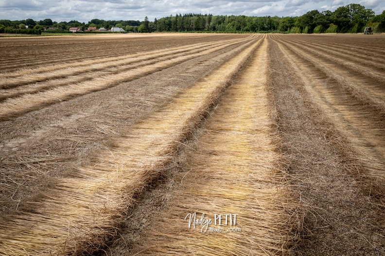 #2307112315 - crédit Nadège PETIT @agri_zoom.jpg