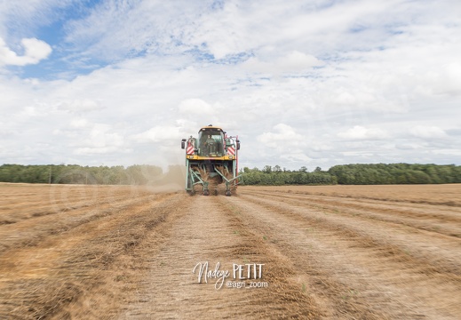 #1707221508 - crédit Nadège PETIT @agri zoom