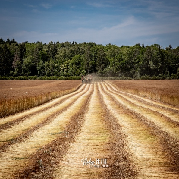 #2306231800 - crédit Nadège PETIT @agri_zoom.jpg