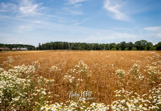 #2306231808 - crédit Nadège PETIT @agri zoom