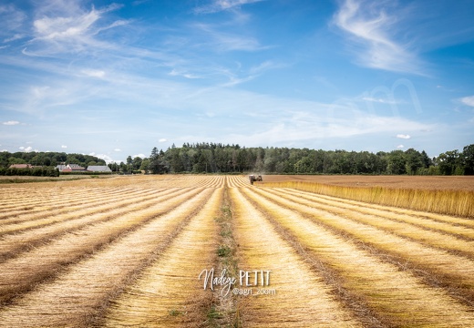 #2306231813 - crédit Nadège PETIT @agri zoom