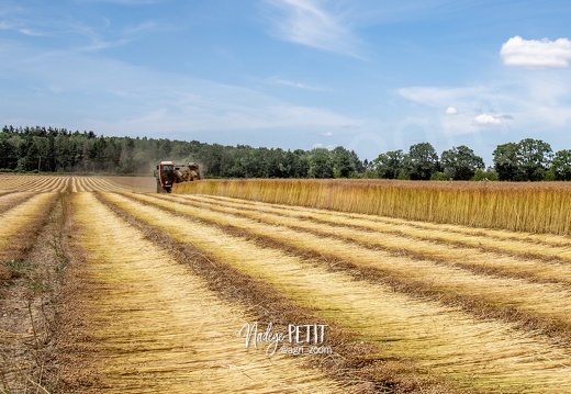 #2306231816 - crédit Nadège PETIT @agri zoom