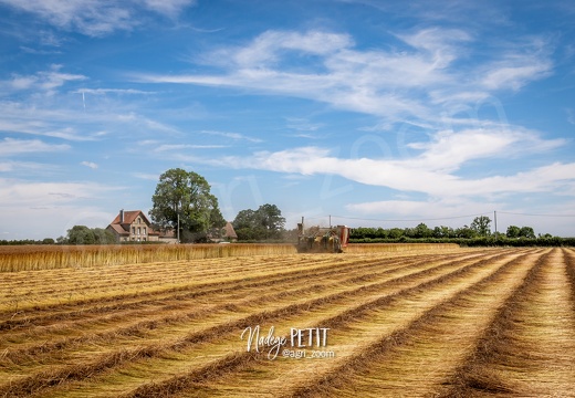 #2306231856 - crédit Nadège PETIT @agri zoom