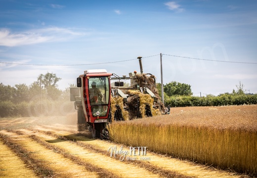 #2306231879 - crédit Nadège PETIT @agri zoom