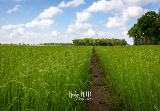 #1905069369 - crédit Nadège PETIT @agri zoom