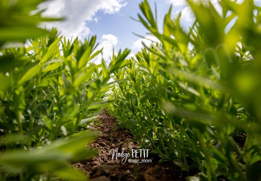 #1905069410 - crédit Nadège PETIT @agri zoom