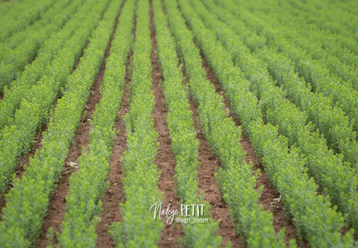 LIN PRINTEMPS-3 - crédit Nadège PETIT @agri zoom