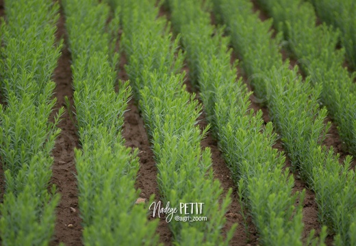 LIN PRINTEMPS-20 - crédit Nadège PETIT @agri zoom