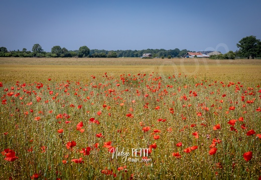 #2306131686 - crédit Nadège PETIT @agri zoom