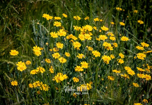 #2306131718 - crédit Nadège PETIT @agri zoom