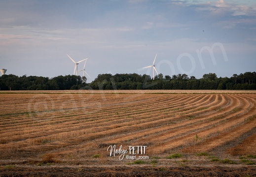 #2108111759 - crédit Nadège PETIT @agri zoom