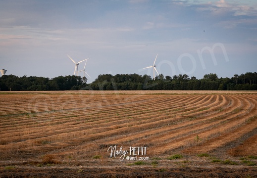 #2108111759 - crédit Nadège PETIT @agri zoom