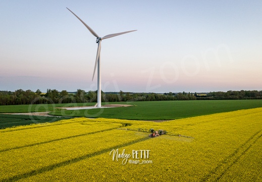 Traitement fongicide sur colza en pleine floraison après le coucher du soleil