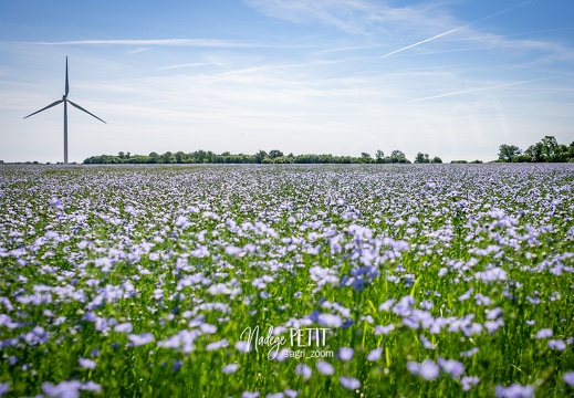 #2205175964 - crédit Nadège PETIT @agri zoom