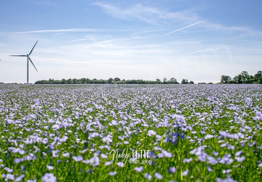 #2205175966 - crédit Nadège PETIT @agri zoom