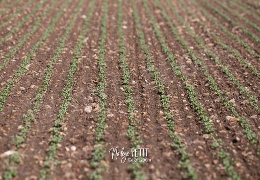 #2304180361 - crédit Nadège PETIT @agri zoom