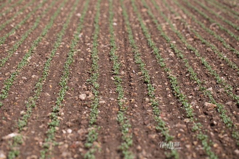 #2304180361 - crédit Nadège PETIT @agri zoom - #2304180361 - crédit Nadège PETIT @agri_zoom.jpg #2304180361 - crédit Nadège PETIT @agri_zoom.jpg