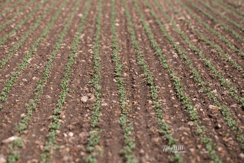 #2304180361 - crédit Nadège PETIT @agri_zoom.jpg