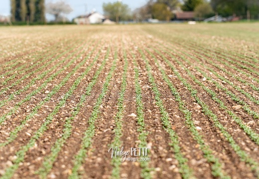 #2304180370 - crédit Nadège PETIT @agri zoom