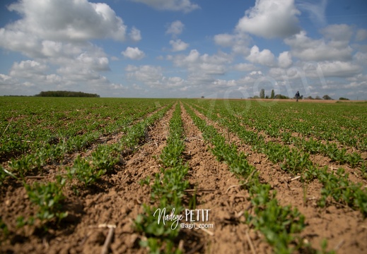 #2305020879 - crédit Nadège PETIT @agri zoom