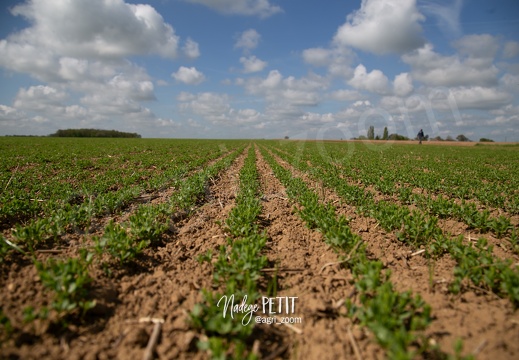 #2305020879 - crédit Nadège PETIT @agri zoom