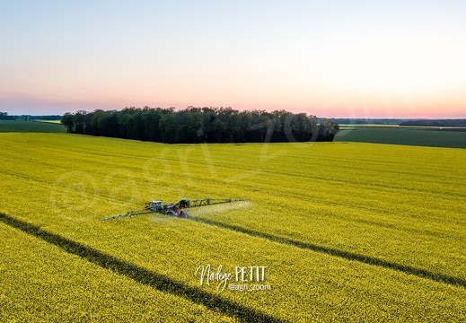 Traitement fongicide sur colza en pleine floraison après le coucher du soleil