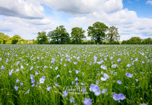 #2305171175 - crédit Nadège PETIT @agri zoom