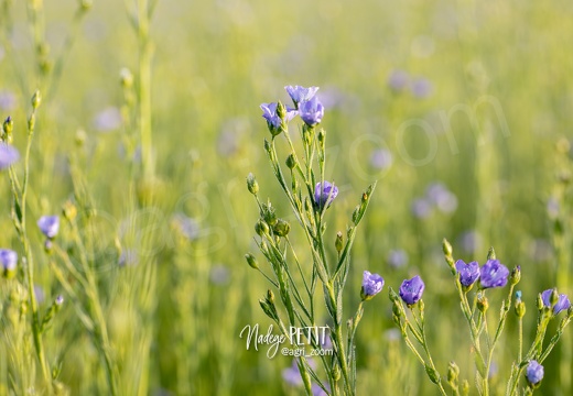 #2405126299 - crédit Nadège PETIT @agri zoom